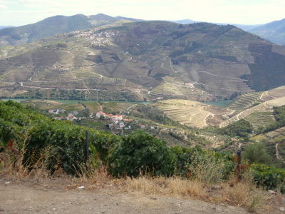 The hills are covered with grape fields.